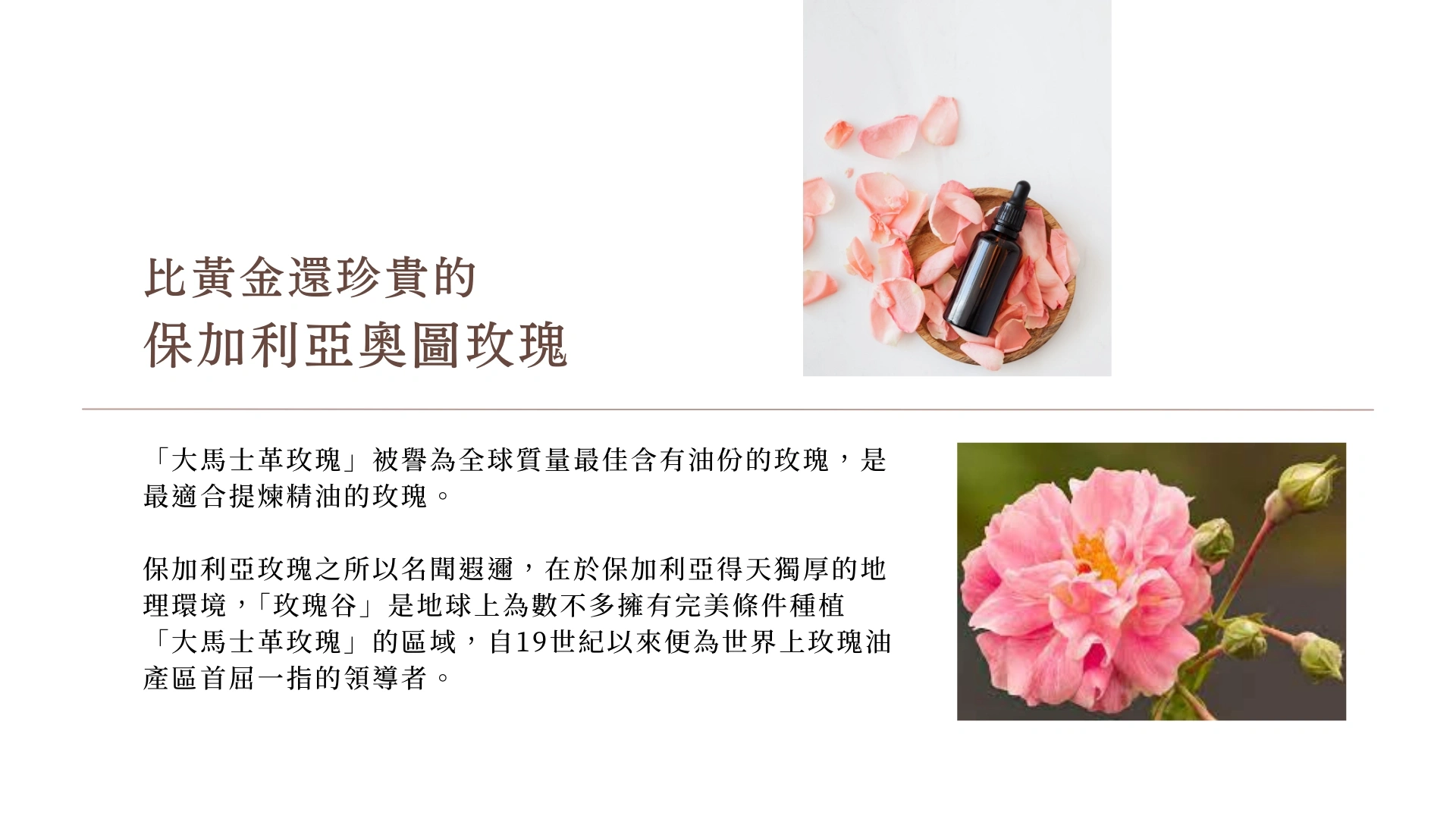 玫瑰精油的特別之處