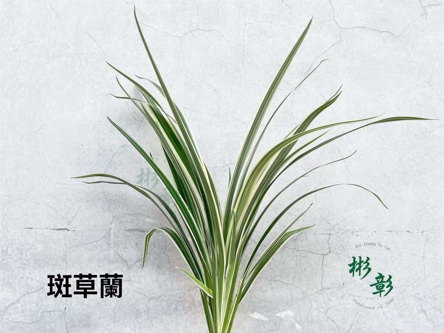 RITAO CHAN公式アカウント04】◇端渓硯（鷓鴣斑・蕉葉白／十吋