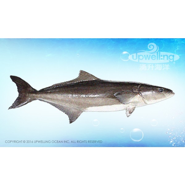 團購優惠 生魚片特賣-海鱺&烏魴 滿1500元成單並免運 | 湧升海洋