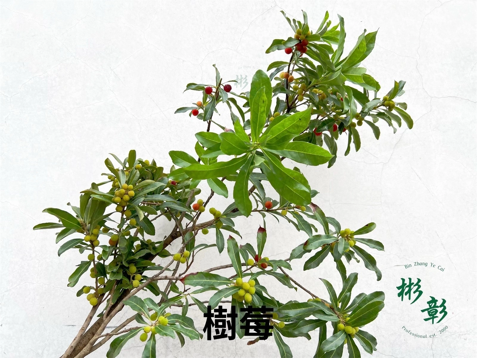 樹梅-木 | 彬彰葉材小商店