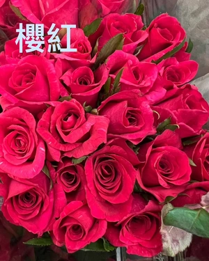紅玫瑰 medium_590b60b0-eeb1-4369-a442