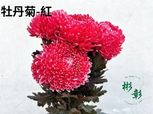 【T-ポイント5倍】 牡丹菊-紅| 彬彰葉材小商店 フラワー・リース